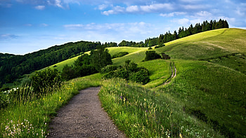Forested wonderland, Green hills backdrop, -perfect scenery, Nature's capture HD wallpaper
