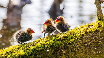 Coot Chickens, trees, cute, nature, lovely HD wallpaper
