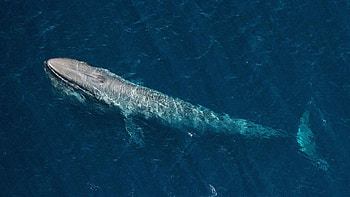 Blue Whale, Blue whale , Cool HD wallpaper