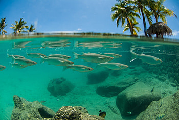 Tahiti Lagoon, island, blue, dive, tropical, tahiti, beach, reef, underwater, fish, ocean, palm trees, sea, coral, exotic, snorkel, paradise, lagoon, scuba, marine, life, green, diving, polynesia HD wallpaper
