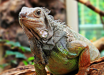 Wild iguana, Animal, Iguana, Jungle HD wallpaper