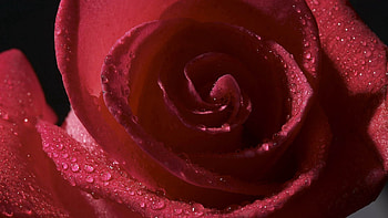 Drops, Macro, Rose Flower, Rose HD wallpaper
