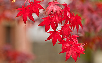 Maple Leaves, nature, leaves, maple, fall HD wallpaper