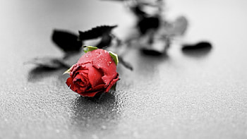 A rose, rose, leaves, green, floor HD wallpaper