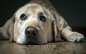 Yellow, Labrador Retriever HD wallpaper