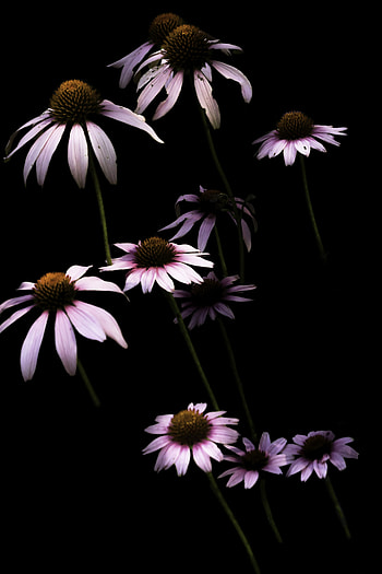 Flowers, Camomile, Flower, Petals, Chamomile HD phone wallpaper