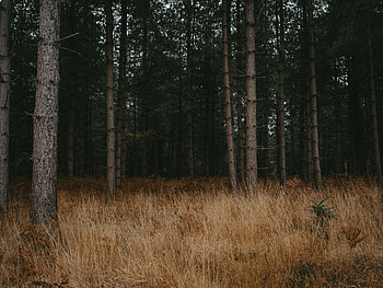 Nature, Trees, Grass, Pine, Coniferous, Forest HD wallpaper