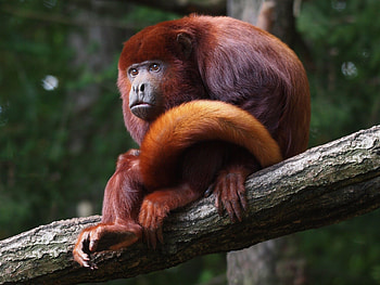 The Bolivian red, Howler Monkey HD wallpaper