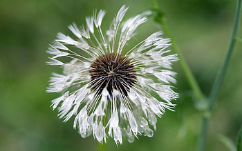 Water, Background, Drops, Macro, Dandelion HD wallpaper