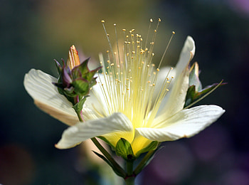 Flowers, Flower, Petals, Bud HD wallpaper