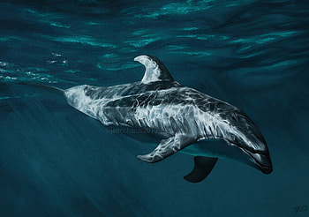 lagenorhynchus-obliquidens, animal, dolphine, fish, ocean HD wallpaper