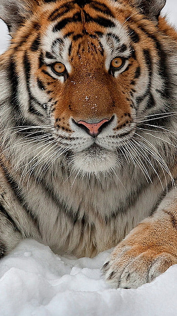 Tiger , Tiger Snow HD phone wallpaper