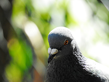 Rock Dove Close Up, Bird, Rock Dove, graphy, Macro HD wallpaper