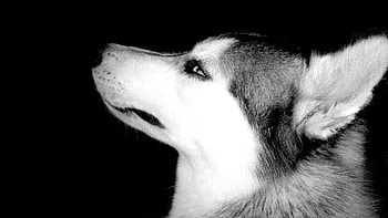 Siberian Husky, Grayscale graphy, Beautiful animals HD wallpaper