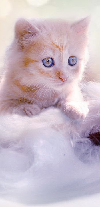 Festive kitten, Christmas spirit, Holiday joy, Cute HD phone wallpaper