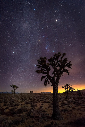 Silhouetted Joshua trees, View of the cosmos, Death Valley, USA HD phone wallpaper