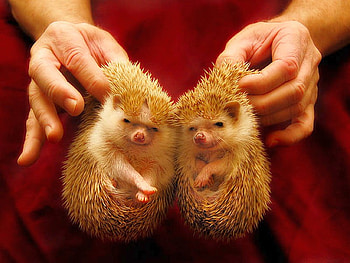 Small, cool, , animals HD wallpaper