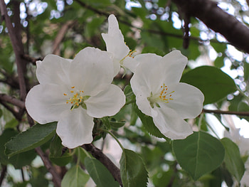 Leaves, Flower, Macro, Branches, Apple Tree HD wallpaper