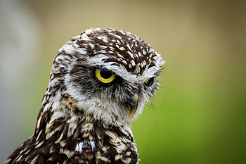 Animals, Owl, Bird, Predator, Angry HD wallpaper