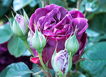 Rose and Buds, rose, leaves, buds, green, nature, flowers HD wallpaper