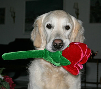 I Love My Rose, dog, rose toy, animals, red, dogs, golden retriever HD wallpaper