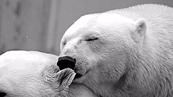 Ice bear , Frozen beauty, Arctic adventure, Nature's tranquility HD wallpaper