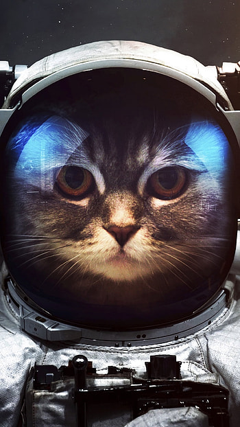 cat, Sci Fi, astronaut HD phone wallpaper