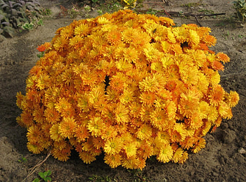 Flowers, Chrysanthemum, Flower Bed, Flowerbed, Ball, Garden, Priming, Ground HD wallpaper