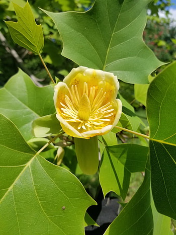 Tuliptree, Holden Forests & Gardens HD phone wallpaper