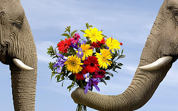 Animals, Flowers, Bouquet, Elephant HD wallpaper