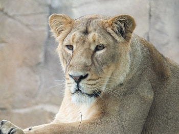 Animals, Muzzle, Predator, Sight, Opinion, Lioness HD wallpaper