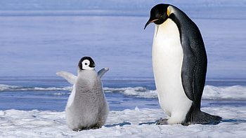 Mother and baby, Penguins HD wallpaper