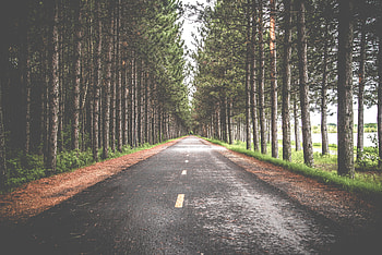 Nature, Trees, Road, Markup HD wallpaper