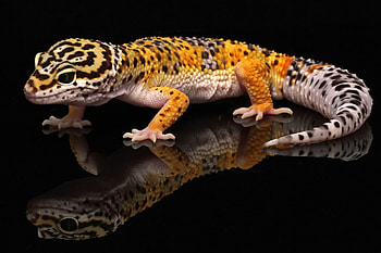 Leopard gecko variety, Stunning reptiles, beauty, Kodi HD wallpaper