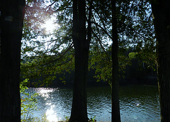 River Of Sparkle, Otonabe River, graphy, Sparkle, Trees, Nature, Sunshine, River HD wallpaper