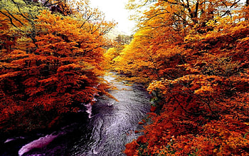 River Rushing in the Autumn Forest, river, trees, nature, rushing, forest HD wallpaper