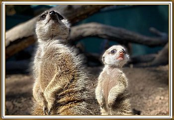 CUTE MEERKATS, NATURE, CUTE, MEERKATS HD wallpaper