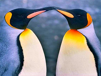 Animal Love, cool HD wallpaper