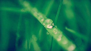 Grass, Drops, Macro, Dew HD wallpaper