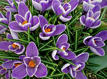 Flowers, Flower Bed, Flowerbed, Spring, Crocuses, Primroses HD wallpaper