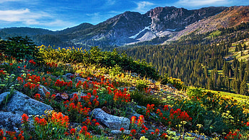 Wasatch Mountains of Utah, spring, clouds, landscape, trees, flowers, sky, usa HD wallpaper