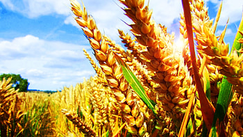Plants, Landscape, Fields, Wheat HD wallpaper