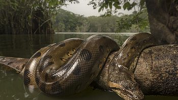 Anaconda, Wild snake lake, Reptiles , U TV HD wallpaper