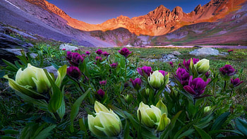 Beautiful wildflowers surrounding an alpine lake in southwest Colorado, blossoms, colors, flowers, sky, mountains, usa, sunset HD wallpaper