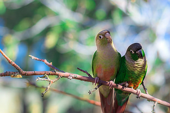Animals, Parrots, Bird, Sit, Branch HD wallpaper