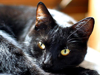 Black cat's close up, animal, black, eyes, face, cat, , close up HD wallpaper
