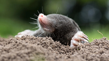 Mole identification, Vole identification, Gopher identification, Rodent recognition HD wallpaper