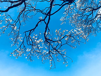 A scenic view of cherry blossom branches blooming under a clear blue sky in Tokyo, Japan. HD wallpaper