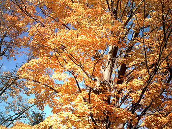 orange, 2010, light, tree, fall HD wallpaper