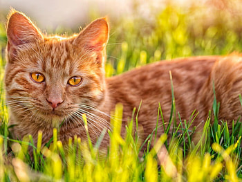 Cute cat, animals, cute, cat, grass, look HD wallpaper